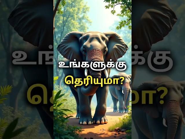 Amazing Facts About Elephants in Tamil #shorts #elephant #elephantfact #factsshorts #animalfacts