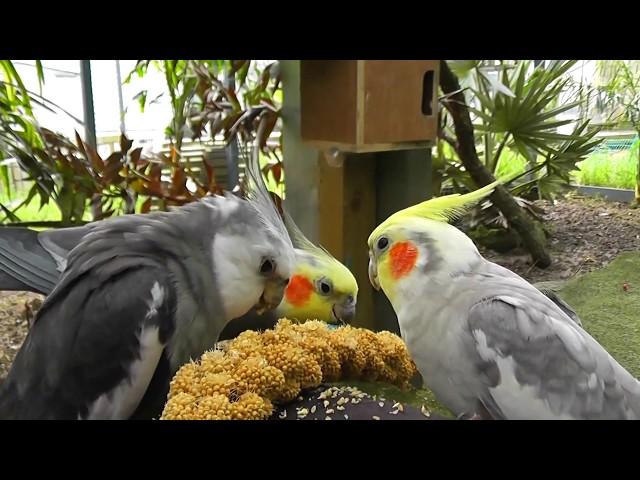 30 Minutes of Aviary. Uninterrupted, Narration Free @ The Pheasantasiam (Cockatiels, Doves, Quail)