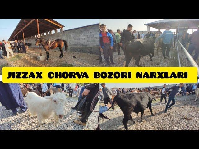 JIZZAX OSIYO MOL QO'Y BOZORI NARXLARI ЖИЗЗАХ ОСИО ЧОРВА МОЛ БОЗОРИ НАРХЛАРИ #ozod #жиззах #rek