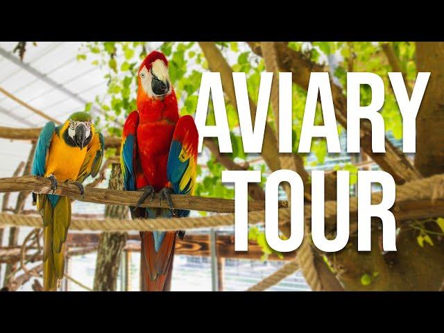 Exotic Birds Aviary Tour: Macaws & More