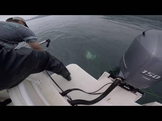 How to Almost Not Catch a 174lb Halibut