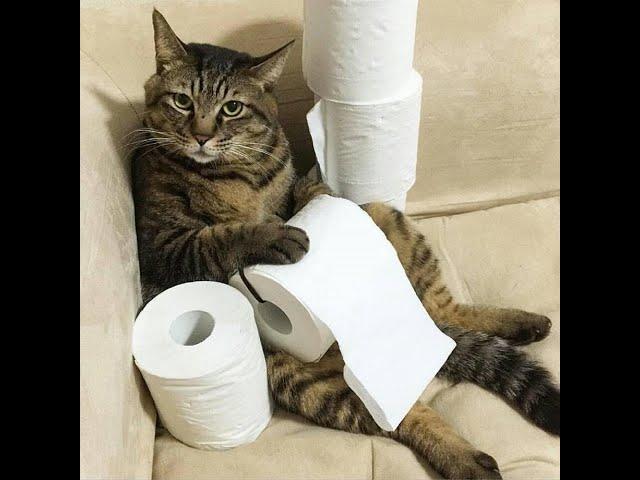  Busy! Close the door!  Funny videos with dogs, cats and kittens! 