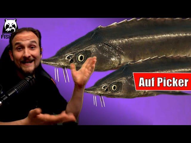 Russian Fishing 4 - Achtuba - Sterlet auf Picker