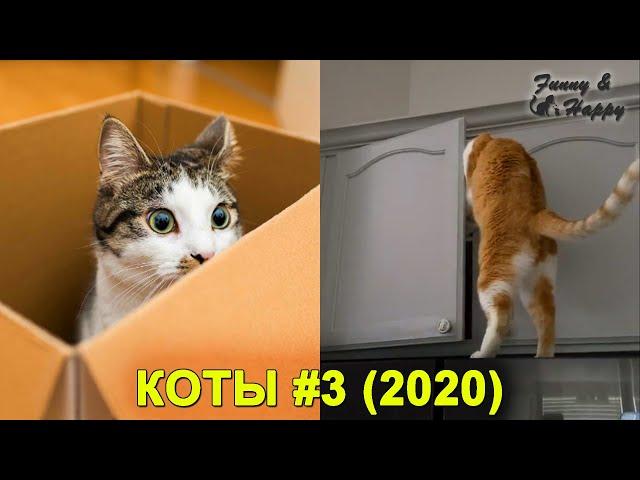 КОШКИ 2020 Смешные Кошки Приколы Кошками и котами Funny Cats 2020 | Funny & Happy