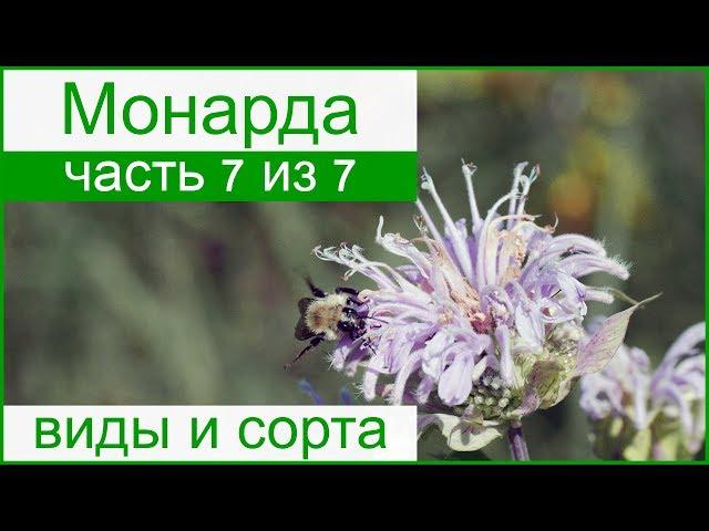  Виды и сорта монарды, однолетняя и многолетняя монарда