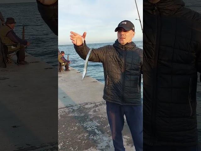 Как ловить саргана #shorts сарган на пилькер #fishing рыбалка на саргана #рыбалка  ловля саргана