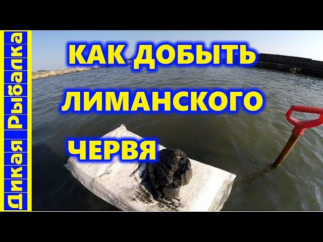 Как и где копать нереиса? Как самому добыть лиманского червя? Дикая рыбалка на пеленгаса!