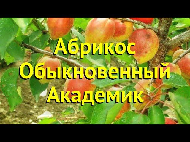 Абрикос обыкновенный. Краткий обзор, описание характеристик prunus armeniaca Академик