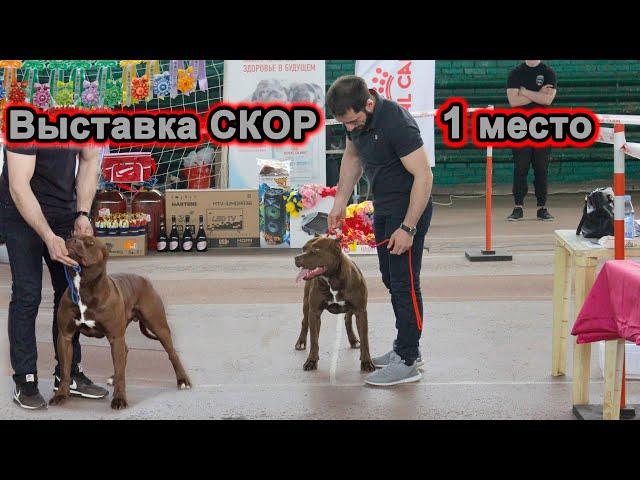 Вставка СКОР в Краснодаре питбуль Муса и Багира!!