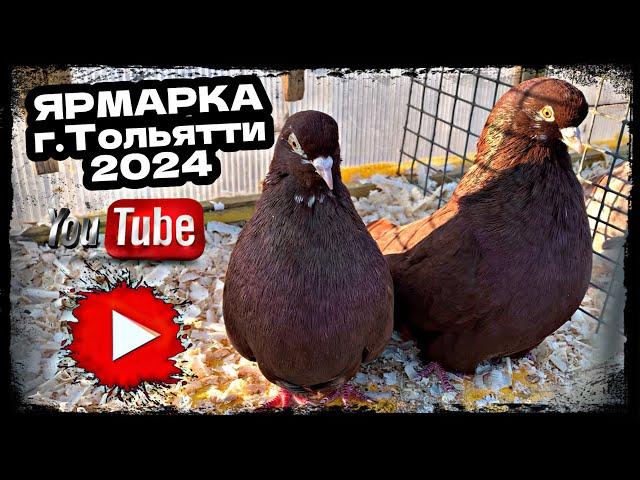 Ярмарка голубей в Тольятти. 2024г