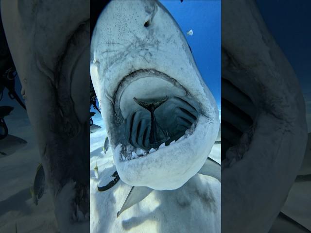 Up close with legends  diving with tiger sharks at Tiger Beach, where fear turns into fascination!