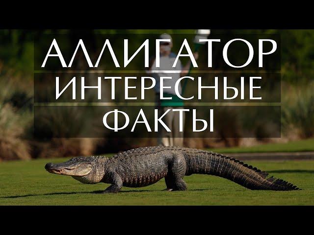 Аллигатор - интересные факты