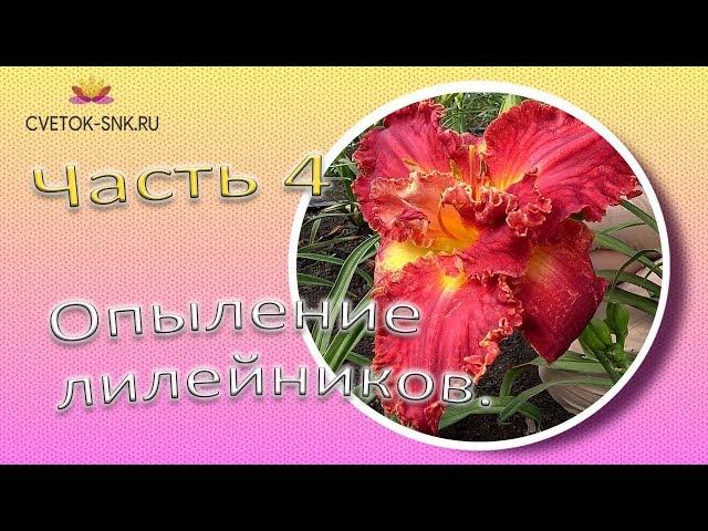 Опыление лилейников. Часть 4 / Сад Ворошиловой