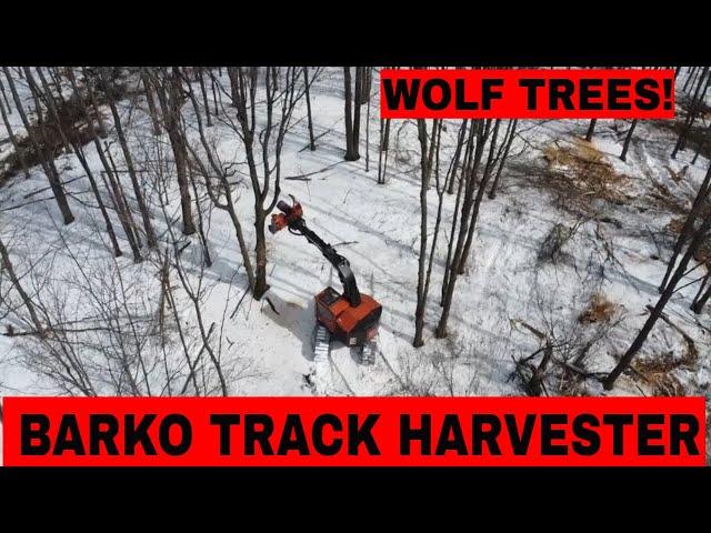 BARKO Harvester cutting wolf trees Amazing biggest machine felling big trees