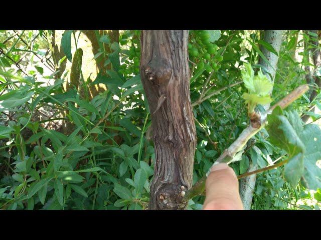 Grafting (cooling) of a vine black on green