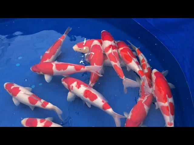 Kim's Koi visit Sakai Fish farm December 2017