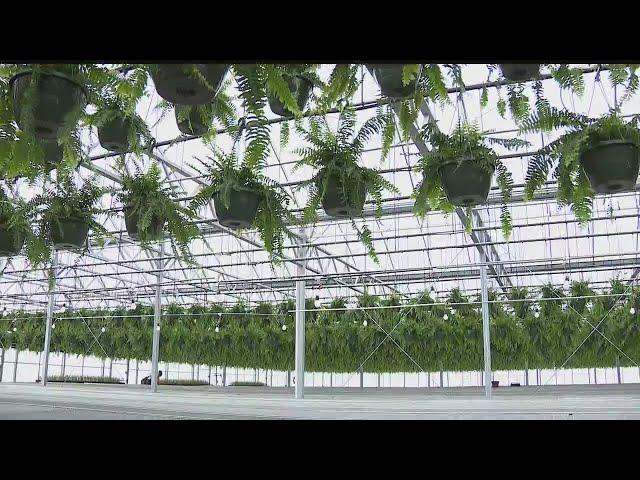 Greenhouses already thinking spring in spite of frigid winter weather
