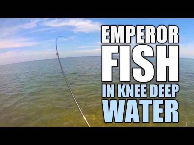 Good Size Emperor Fish sa Knee Deep lang | Ultralight Fishing