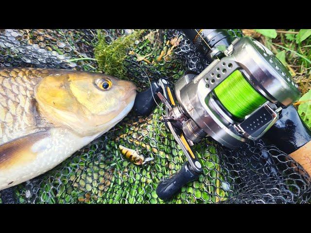 MICRO LURE FISHING FOR SUMMER CHUB ON A SMALL STREAM WITH MY BFS SETUP