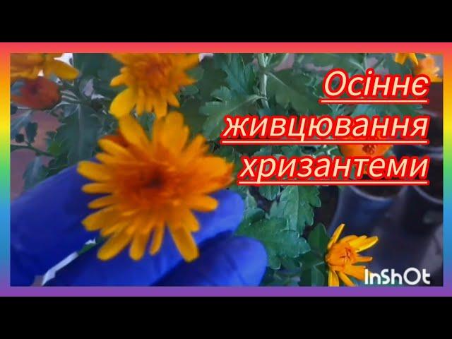 ЗбереженняХРИЗАНТЕМИживцями до весни️#українськийконтент #хризантема #хризантемамультифлора