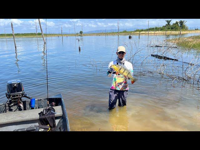 Caiman Hunting / Peacock Bass Fishing At Its Best