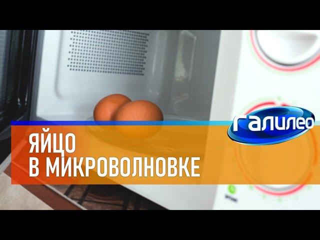 Галилео  Яйцо в микроволновке