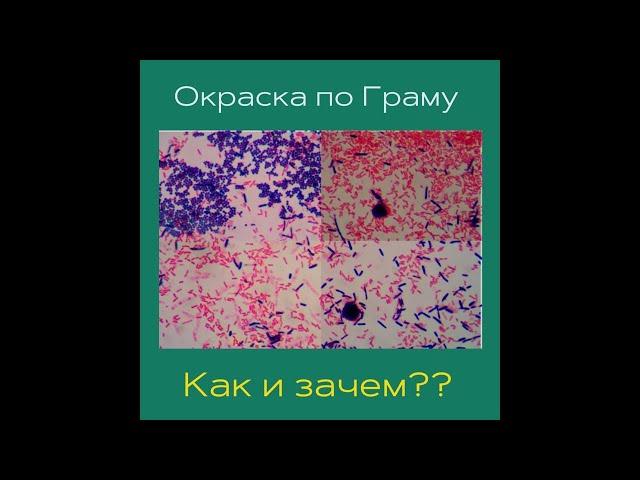 Окраска по Граму. Как и зачем?