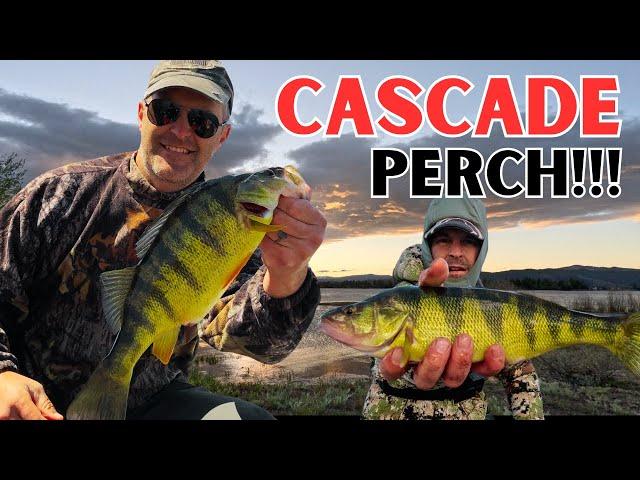 How and Where to Catch Big Lake Cascade Perch in the Spring