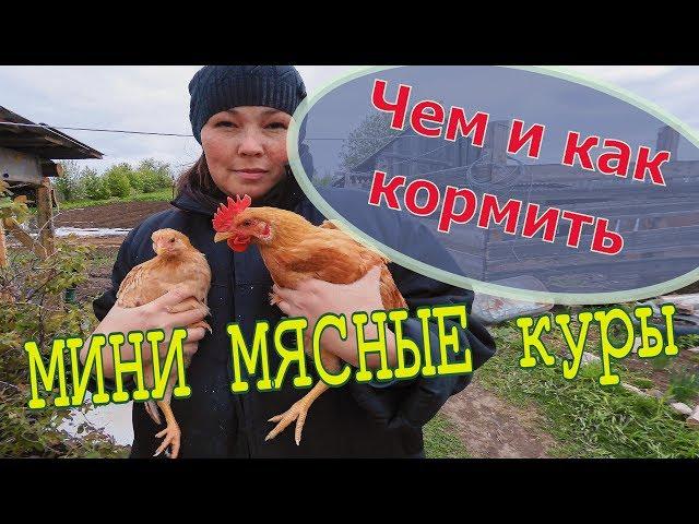 Чем кормить мини-мясных кур // Мое хозяйство