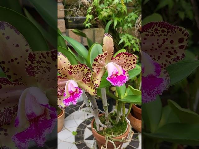 Orchid Cattleya                         Rlc. Durigan Phoenix