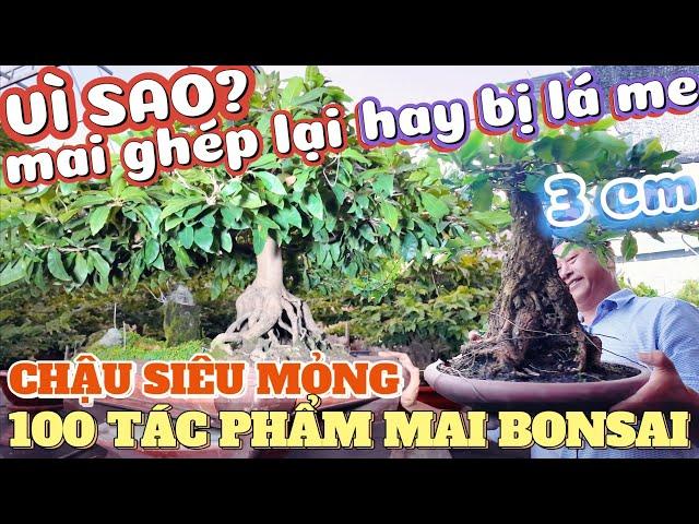 Vì sao Mai Ghép Lại hay bị lá me? Ngắm 100 tác phẩm mai Tết bonsai chậu siêu mỏng vườn mai Thanh Hoà