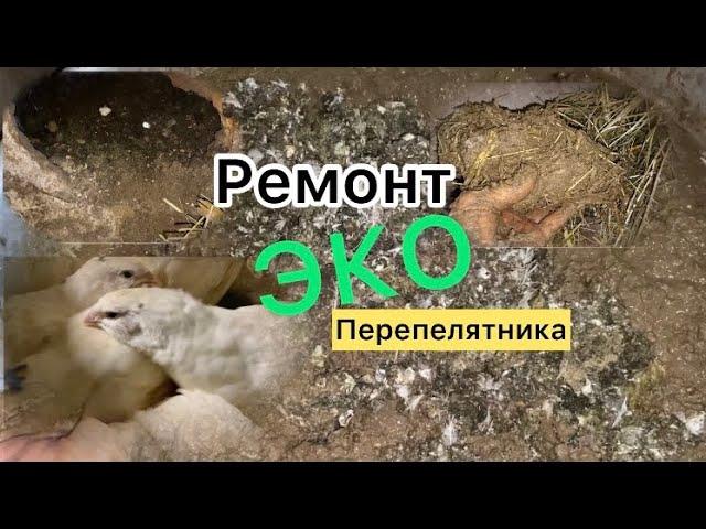 ЧОЛЛИ раздолбайка//Ремонт курятника с Гамна и Палок