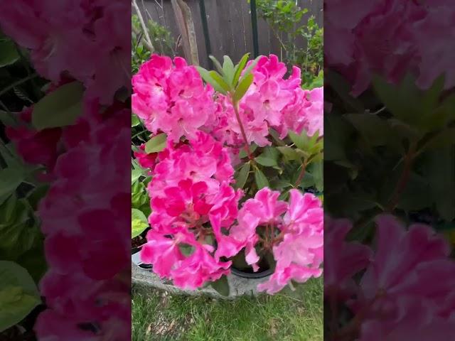 Flowers from Medina nursery, rhododendrons #short #medina #store #plants#flower #new #rhododendrons