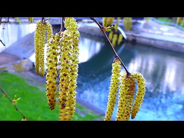 Футаж Березовые Сережки. Весенняя Природа. Сережки на Березе. Футажи для видеомонтажа. Видеофутажи