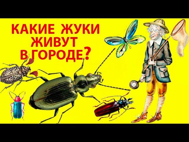 Коллекция Живых Городских Жуков. Чем Жуки Питаются? Долгоносики, Мертвоеды, Божьи Коровки, Листоеды.