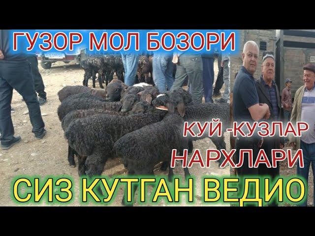 ГУЗОР МОЛ БОЗОРИ КУЙ - КУЗЛАР НАРХЛАРИ ТОМОША КИЛАМИЗ.