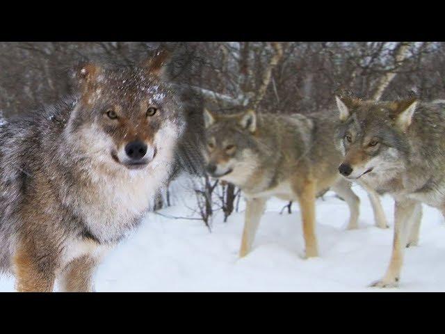 Meeting a Wolf Pack | Deadly 60 | Earth Unplugged