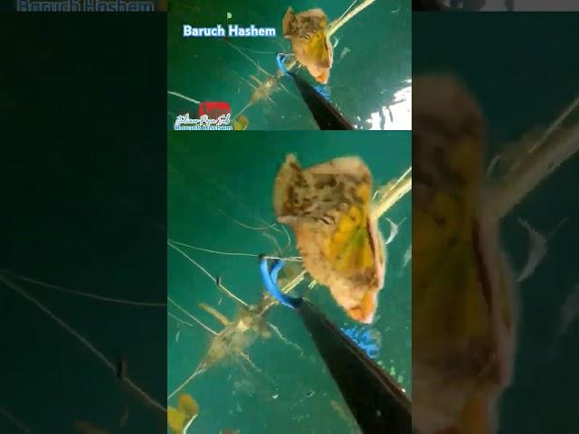 pesca sub            captura
