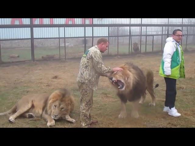 Lucky Tourist escapes Lion attack! Smart zookeeper makes a smart move!