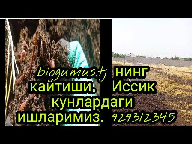 Биогумус ва чувалчанг бокиш бизнеси. biogumus.tj яна фаоллашди. 929312345.