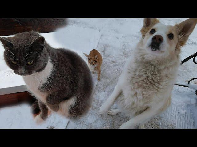 Все бродяжки собрались тут.