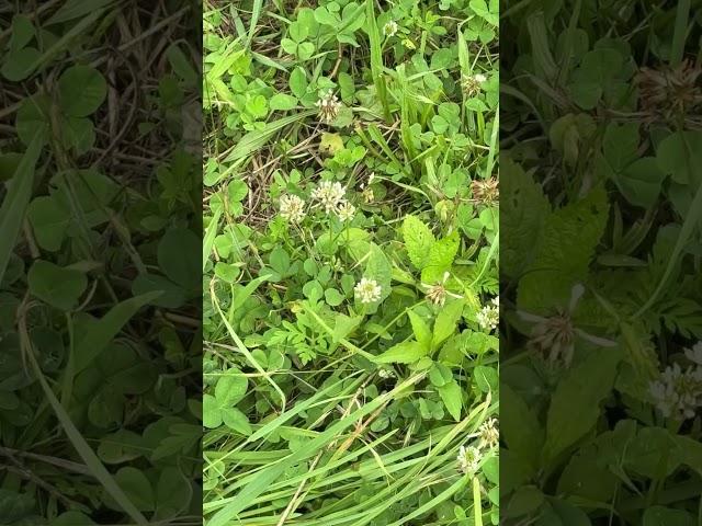 Foraging White Clover Alongside my Bees #foraging #conservation #bees #nature