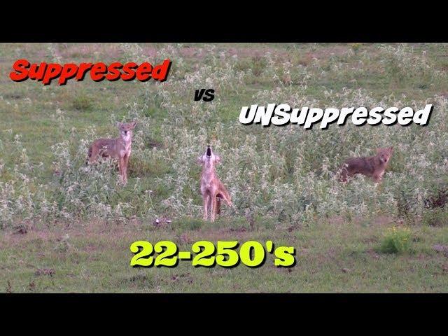 COYOTE HUNTING-- Suppressed Vs Unsuppressed  22-250's