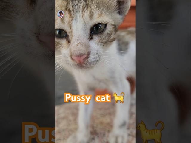 Pussy cat    #shorts #ytshorts ##shortvideo #shortsfeed #feedshorts