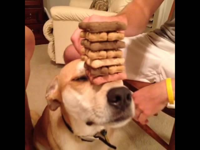 How to play Jenga on your dog COOL VINE!