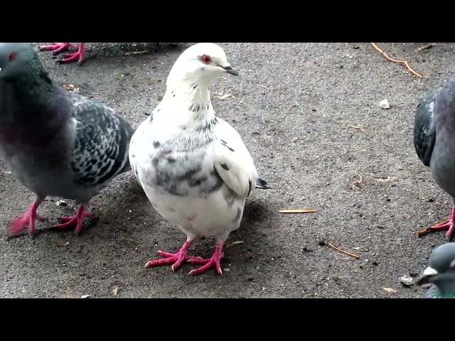 Белянка, Рыжок и побелевший Желтоватый голубь. (White, Red and Yellow pigeons)