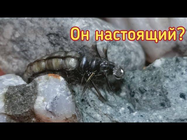 Имитация ручейника, шитика  Caddis larva - точная копия. Ручейник как живой. Мушка для ловли хариуса