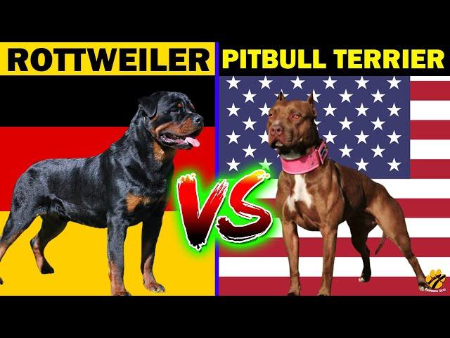 ROTTWEILER VS PITBULL TERRIER | Who Will Win? | Dog Comparison