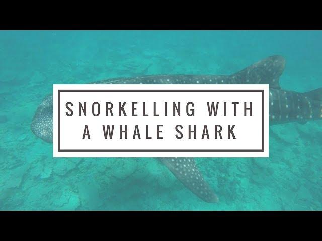 Snorkelling With Whale Shark In Maldives Using GoPro