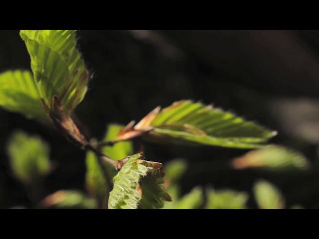 Beech buds and leaves opening time lapse